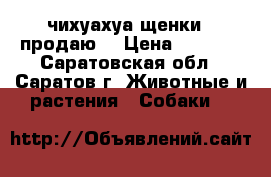 чихуахуа щенки , продаю  › Цена ­ 6 000 - Саратовская обл., Саратов г. Животные и растения » Собаки   